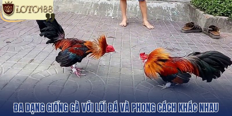 Đa dạng giống gà với lối đá và phong cách khác nhau