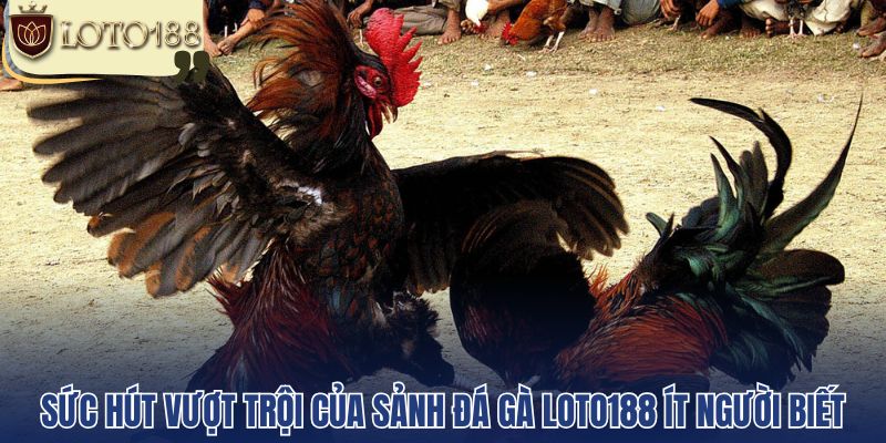 Sức hút vượt trội của sảnh đá gà Loto188 ít người biết