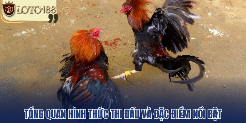 Tổng quan hình thức thi đấu và đặc điểm nổi bật